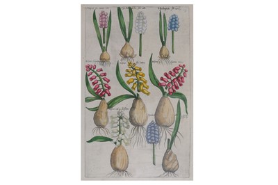 Lot 1120 - Sweert (Emanuel) Four hand-coloured engravings from Florilegium Amplissimum et Selectissimum