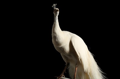 Lot 168 - A TAXIDERMY WHITE PEACOCK ON STAND
