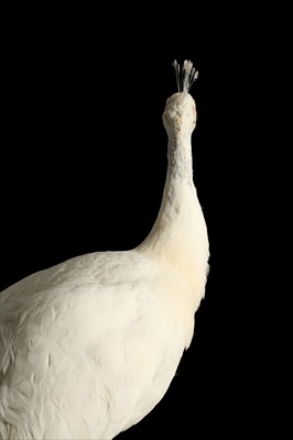 Lot 168 - A TAXIDERMY WHITE PEACOCK ON STAND
