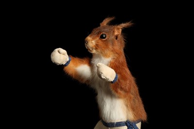 Lot 181 - AN ANTHROPOMORPHIC TAXIDERMY SCENE OF A BOXING SQUIRREL IN THE MANNER OF WALTER POTTER