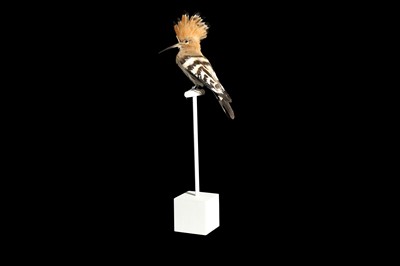 Lot 169 - A TAXIDERMY HOOPOE (UPUPIDAE) MOUNTED UNDER A GLASS DOME