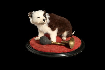 Lot 184 - A TAXIDERMY PUPPY SEATED BESIDE A VINTAGE HORN