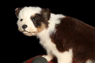 Lot 184 - A TAXIDERMY PUPPY SEATED BESIDE A VINTAGE HORN