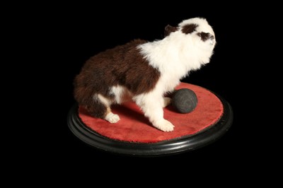 Lot 184 - A TAXIDERMY PUPPY SEATED BESIDE A VINTAGE HORN