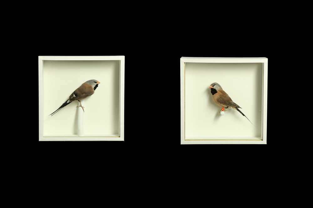 Lot 175 - TWO TAXIDERMY TROPICAL FINCHES IN CASES