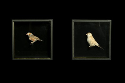 Lot 177 - A PAIR OF TAXIDERMY CUT-THROAT FINCHES (AMADINA FASCIATA)  IN CASES