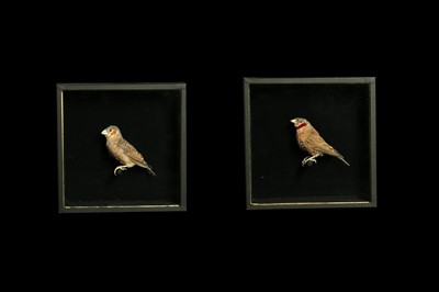 Lot 176 - A PAIR OF TAXIDERMY CUT-THROAT FINCHES (AMADINA FASCIATA) IN CASES