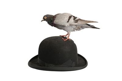 Lot 180 - A TAXIDERMY PIGEON PERCHED ON A BOWLER HAT