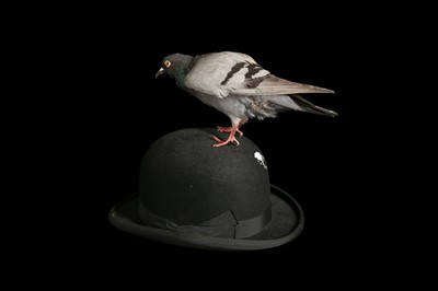 Lot 180 - A TAXIDERMY PIGEON PERCHED ON A BOWLER HAT