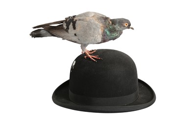 Lot 180 - A TAXIDERMY PIGEON PERCHED ON A BOWLER HAT