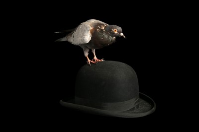 Lot 180 - A TAXIDERMY PIGEON PERCHED ON A BOWLER HAT