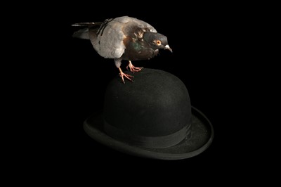 Lot 180 - A TAXIDERMY PIGEON PERCHED ON A BOWLER HAT