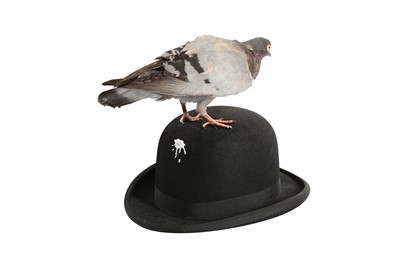 Lot 180 - A TAXIDERMY PIGEON PERCHED ON A BOWLER HAT