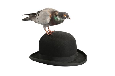 Lot 180 - A TAXIDERMY PIGEON PERCHED ON A BOWLER HAT