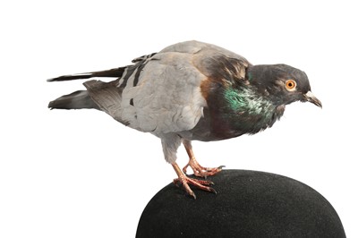 Lot 180 - A TAXIDERMY PIGEON PERCHED ON A BOWLER HAT