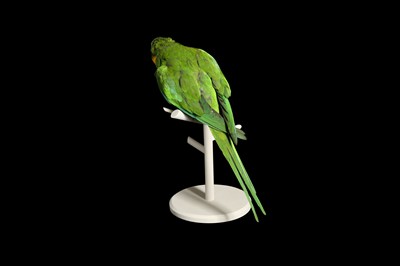 Lot 170 - A TAXIDERMY PARAKEET ON PERCH