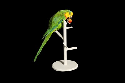 Lot 170 - A TAXIDERMY PARAKEET ON PERCH