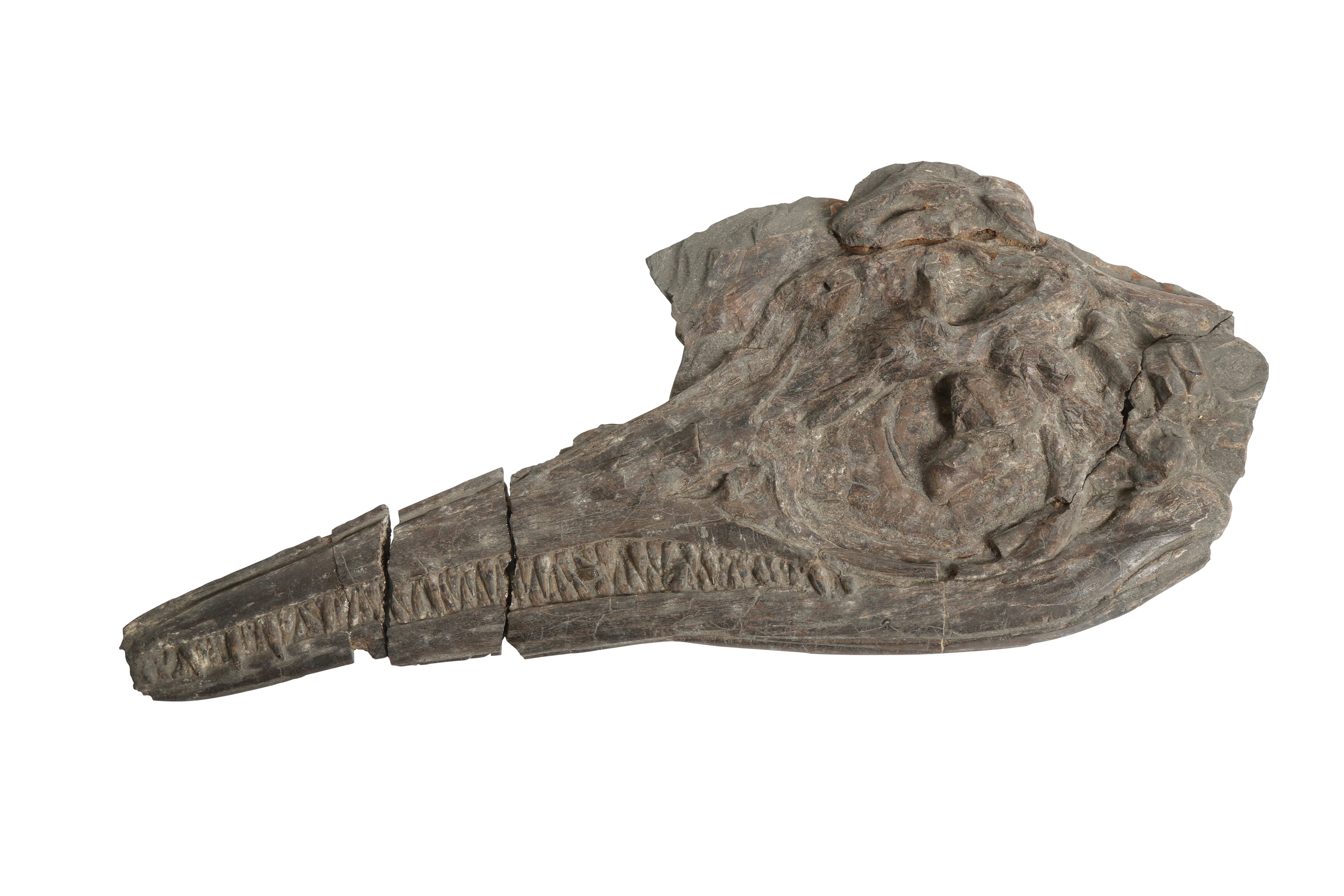 Lot 290 - A VERY RARE MUSEUM SPECIMEN ICTHYOSAURUS