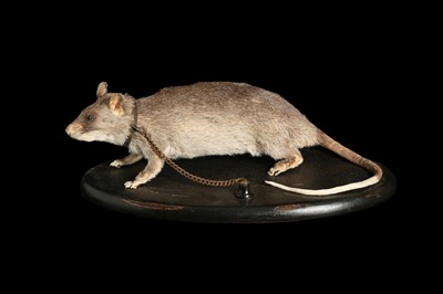 Lot 144 - A MASSIVE TAXIDERMY TROPICAL RAT WITH COLLAR AND CHAIN