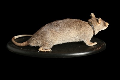 Lot 144 - A MASSIVE TAXIDERMY TROPICAL RAT WITH COLLAR AND CHAIN