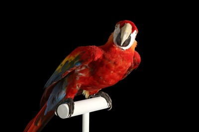 Lot 166 - A FINE TAXIDERMY SCARLET MACAW MOUNTED ON A PERCH