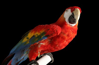 Lot 166 - A FINE TAXIDERMY SCARLET MACAW MOUNTED ON A PERCH