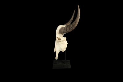 Lot 135 - A YAK SKULL MOUNTED ON A METAL STAND