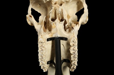 Lot 135 - A YAK SKULL MOUNTED ON A METAL STAND