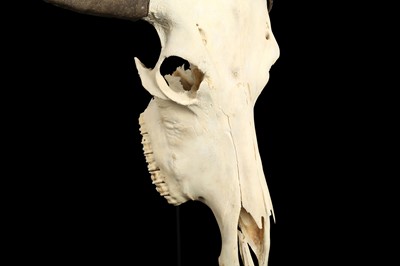 Lot 135 - A YAK SKULL MOUNTED ON A METAL STAND