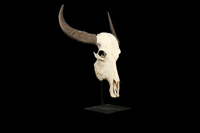 Lot 135 - A YAK SKULL MOUNTED ON A METAL STAND