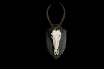 Lot 136 - TWO WILDEBEEST AND A BLESBOK SET OF SKULLS AND HORNS ON STANDS