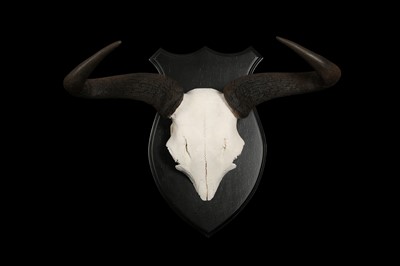 Lot 136 - TWO WILDEBEEST AND A BLESBOK SET OF SKULLS AND HORNS ON STANDS