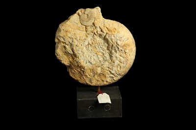 Lot 270 - A MOUNTED AMMONITE