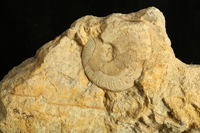 Lot 270 - A MOUNTED AMMONITE