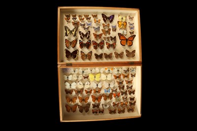 Lot 253 - AN EARLY 20TH CENTURY DOUBLE WOODEN LEPIDOPTERY SPECIMEN BOX OF BRITISH BUTTERFLIES