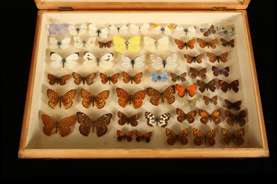 Lot 253 - AN EARLY 20TH CENTURY DOUBLE WOODEN LEPIDOPTERY SPECIMEN BOX OF BRITISH BUTTERFLIES