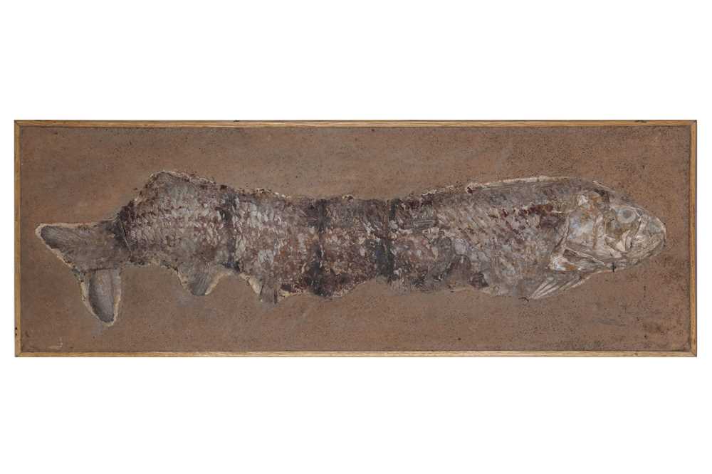 Lot 254 - A LARGE FISH FOSSIL