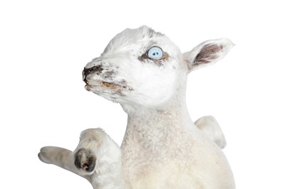 Lot 82 - A TAXIDERMY EIGHT LEGGED LAMB BY ANDRE ROBOLOBAVICH
