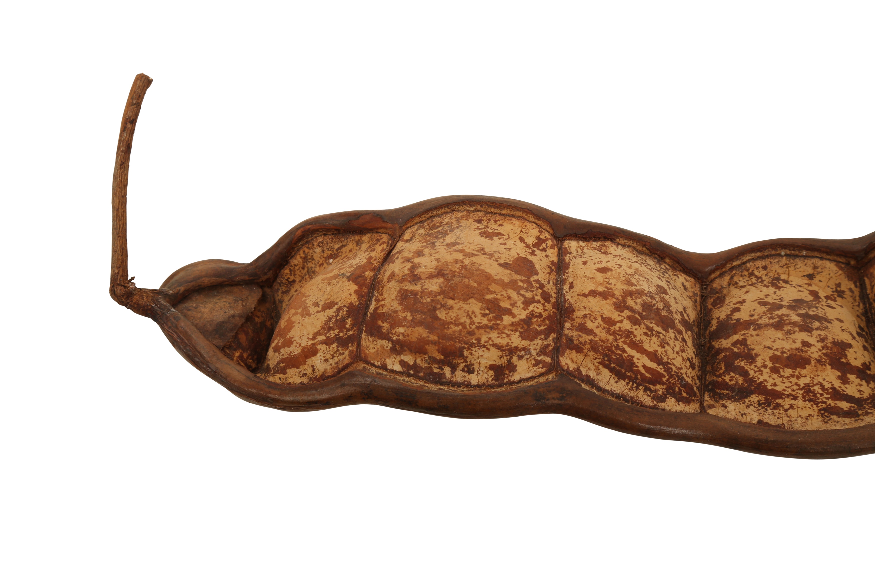 Lot 19 THE WORLD'S LARGEST BEAN POD, 'JACK'S BEAN'