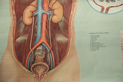Lot 71 - A SCIENTIFIC EDUCATIONAL POSTER RELATING TO THE URINARY TRACT