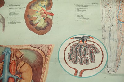 Lot 71 - A SCIENTIFIC EDUCATIONAL POSTER RELATING TO THE URINARY TRACT