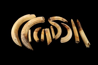 Lot 27 - A COLLECTION OF TWELVE HIPPO TUSKS AND TEETH
