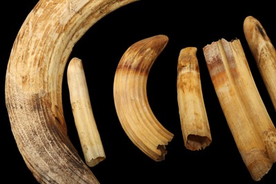 Lot 27 - A COLLECTION OF TWELVE HIPPO TUSKS AND TEETH
