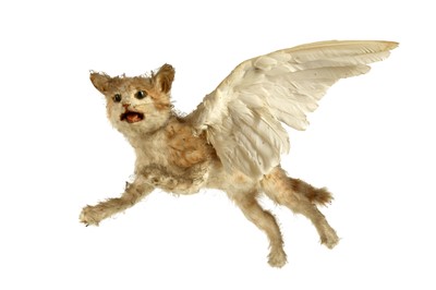 Lot 29 - THE FAMOUS TAXIDERMY WINGED KITTEN
