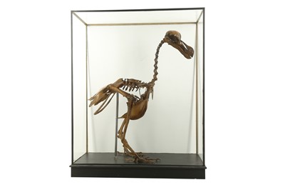 Lot 10 - A  PAINTED CAST OF A DODO  SKELETON