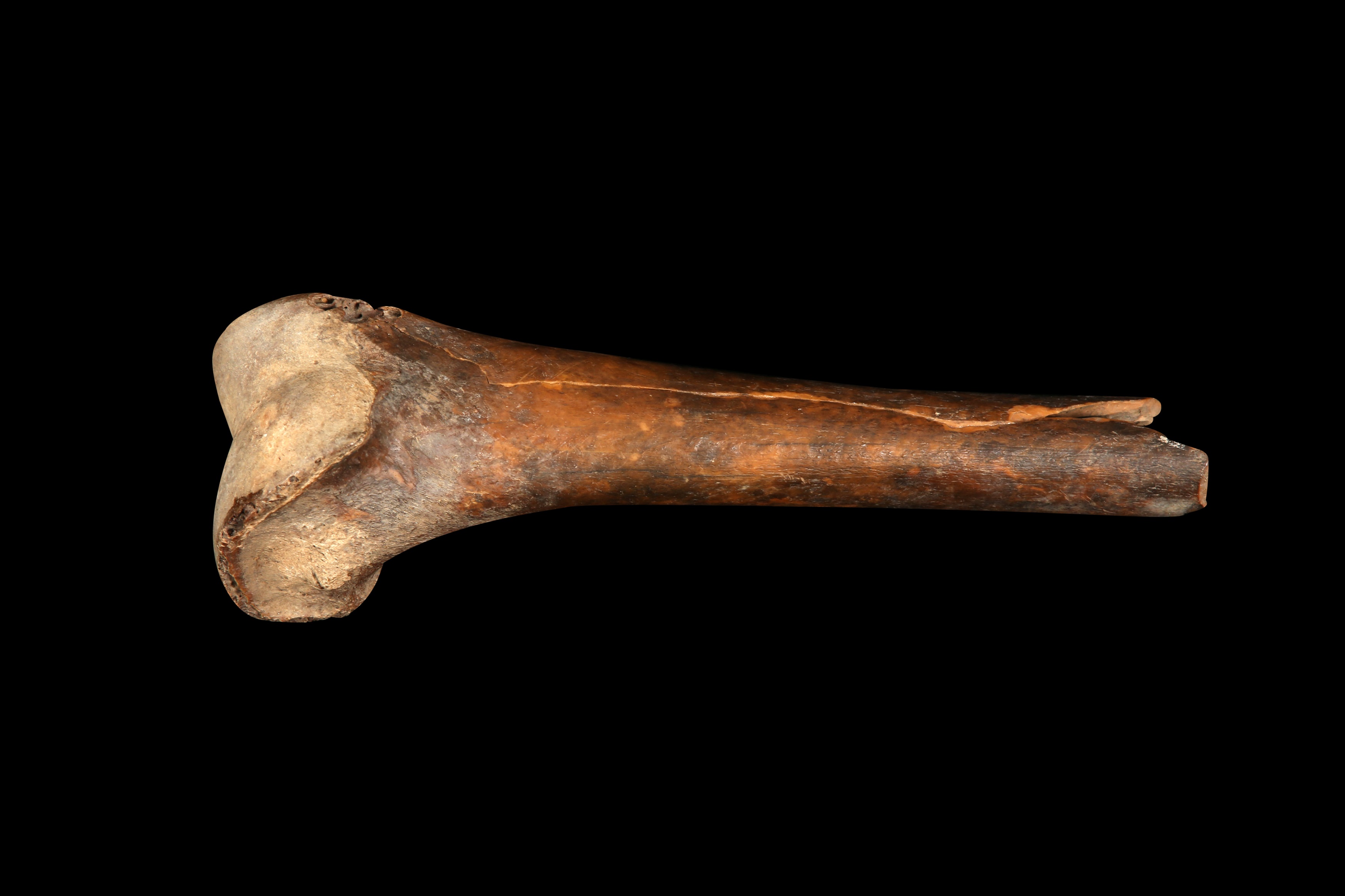 Lot 8 - AN EXCEPTIONALLY RARE DODO BONE, MAURITIUS,