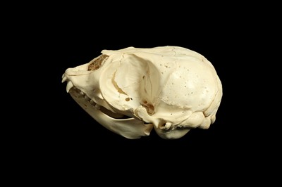 Lot 21 - A HOODED SEAL (CYSTOPHORA CRISTATA) SKULL