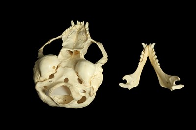 Lot 21 - A HOODED SEAL (CYSTOPHORA CRISTATA) SKULL