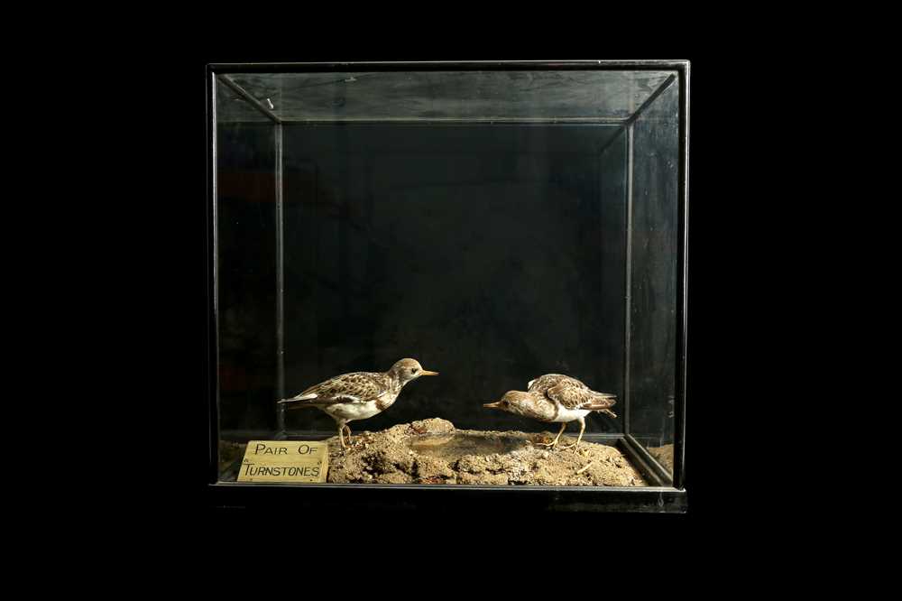 Lot 47 - A LATE 19TH / EARLY 20TH CENTURY  TAXIDERMY GROUP OF TURNSTONES IN A DISPLAY CASE