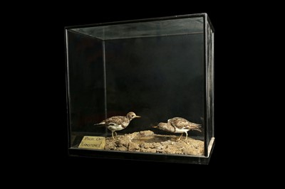 Lot 47 - A LATE 19TH / EARLY 20TH CENTURY  TAXIDERMY GROUP OF TURNSTONES IN A DISPLAY CASE